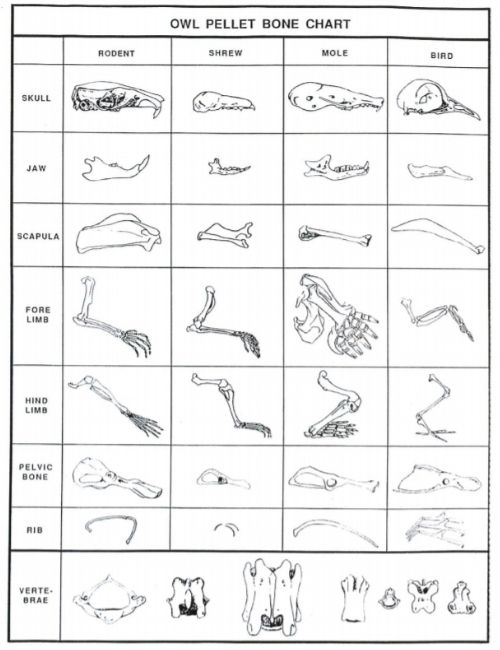 owl pellets bones