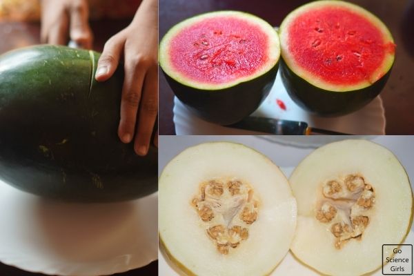 Watermelon Melon Volcano Experiments