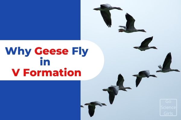 Why Geese Fly in V Formation