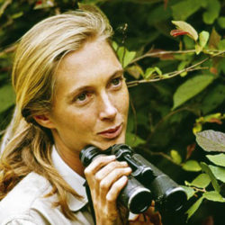 Jane Goodall : Primatologist and Animal Rights Activist