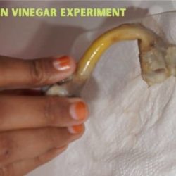 Magic Bending Bone and Vinegar Science Experiment