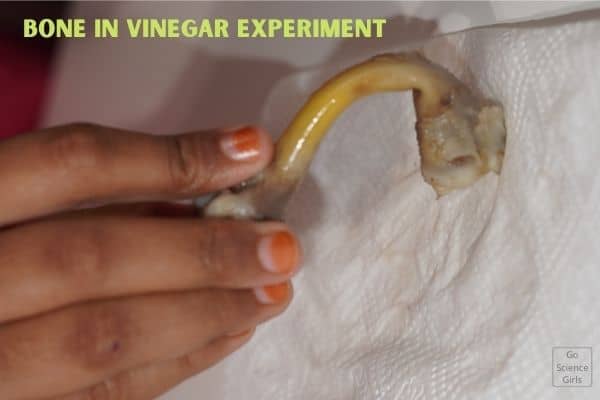 Bone in vinegar experiment - Result : The bending bone