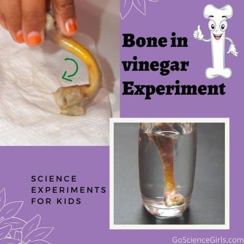 Bone in vinegar Experiment