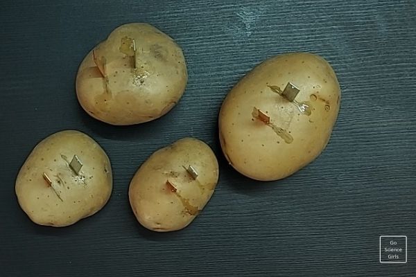 Insert copper and zinc Strips to potatoes - potato battery experiment