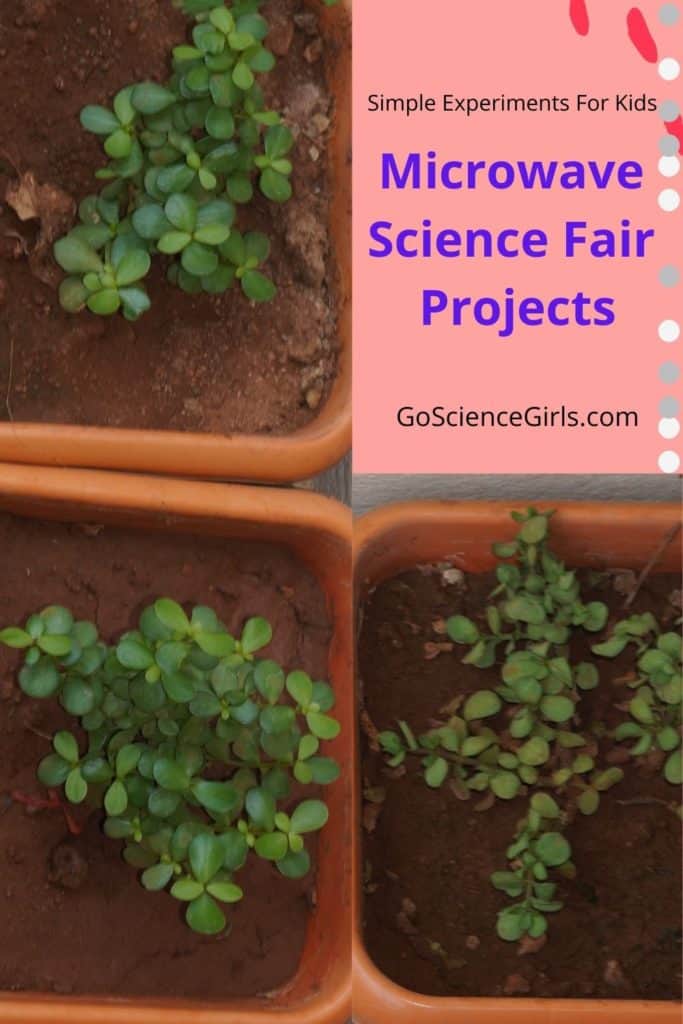 Microwave Science Fair Projects