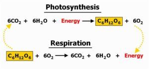 Energy Release Equation - Photosynthesis