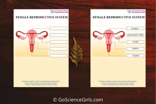 Female reproductive system Worksheet
