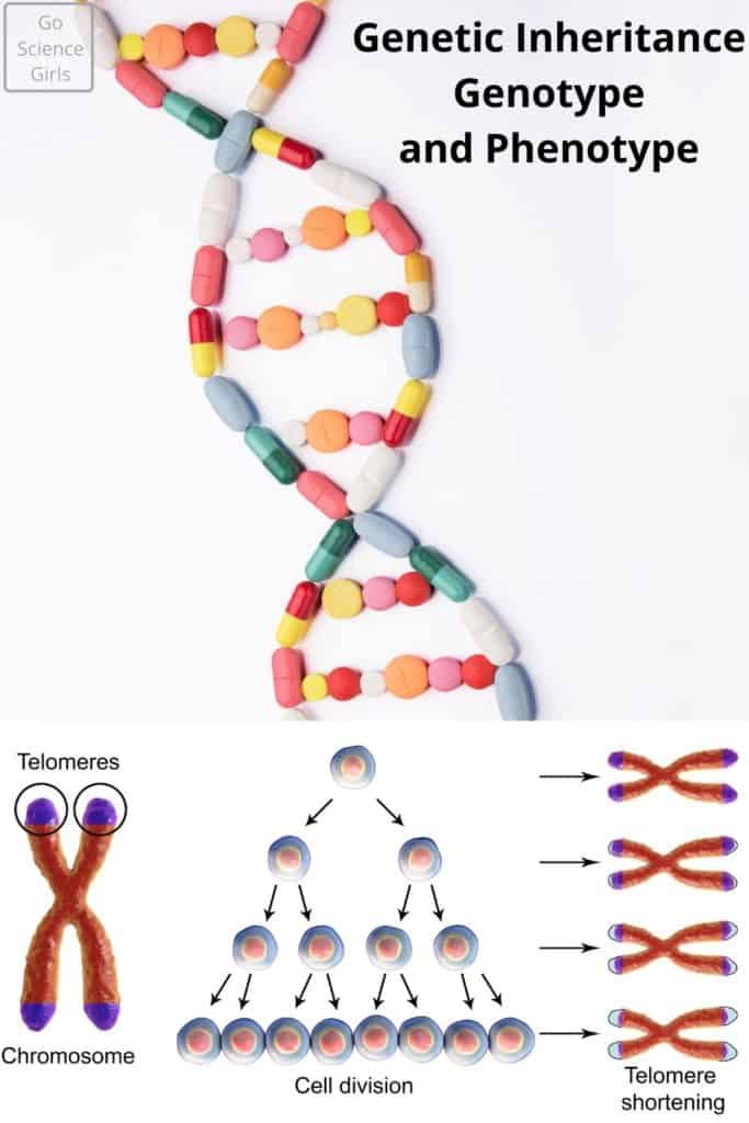 Genetic Inheritance Genotype and Phenotype