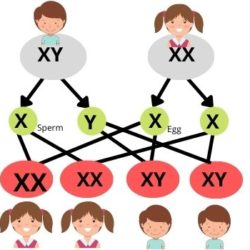 Basics of Genetic Inheritance – Complete Guide