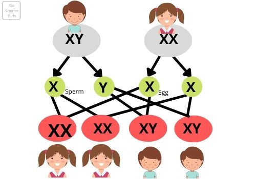 Heredity evolution