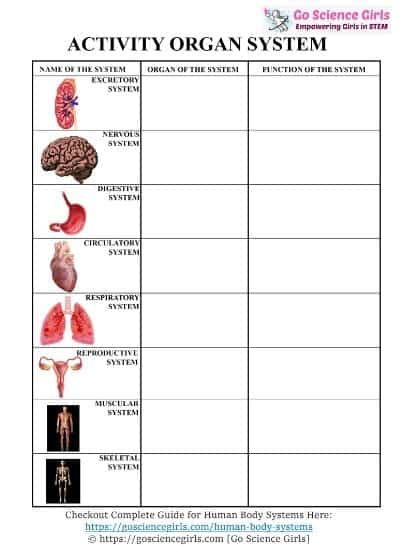 Human organ system activity worksheet