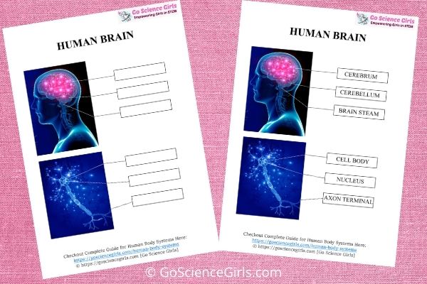 Human Brain Worksheet