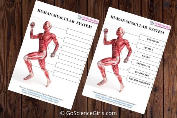 Human Muscular System Worksheet