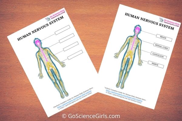 Human Nervous System Worksheet