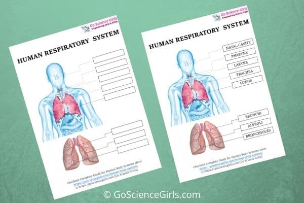 Human Respiratory System Worksheet