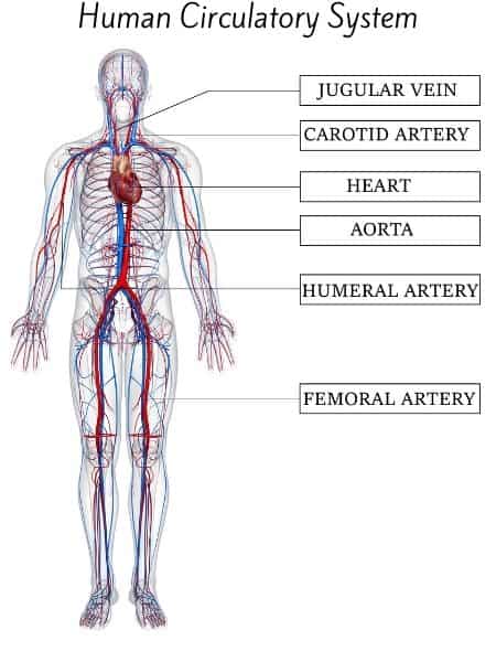 Human Circulatory System