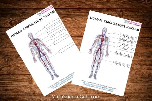 Human circulatory System Worksheet