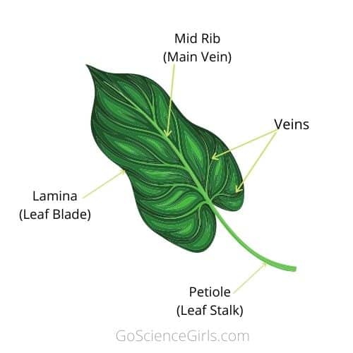 Role of Leaves in Photosynthesis