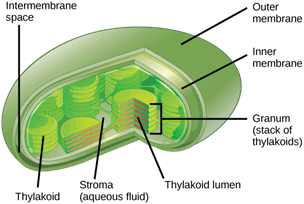 Chlorophyll Structure