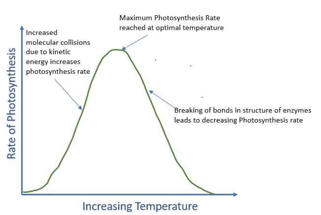 Photosynthesis vs Temperature