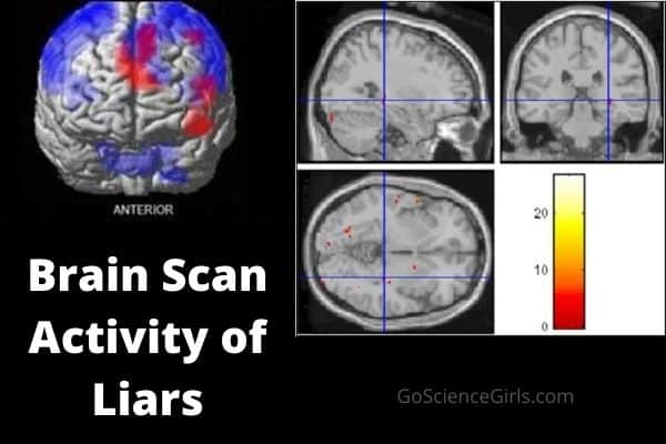 Brain Scan Activity of Liars